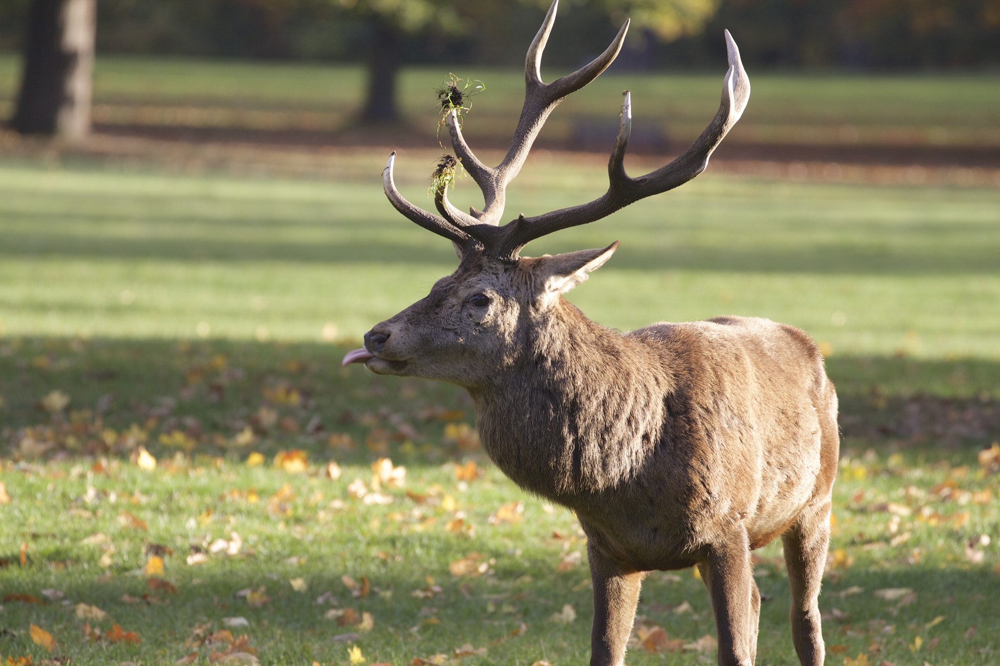 Canon EF 70-300mm F4-5.6L IS USM sample photo. Stag with attitude photography