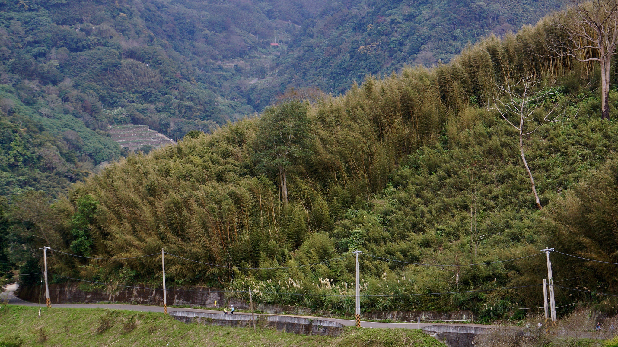 Sony E 55-210mm F4.5-6.3 OSS sample photo. Bamboo over road photography