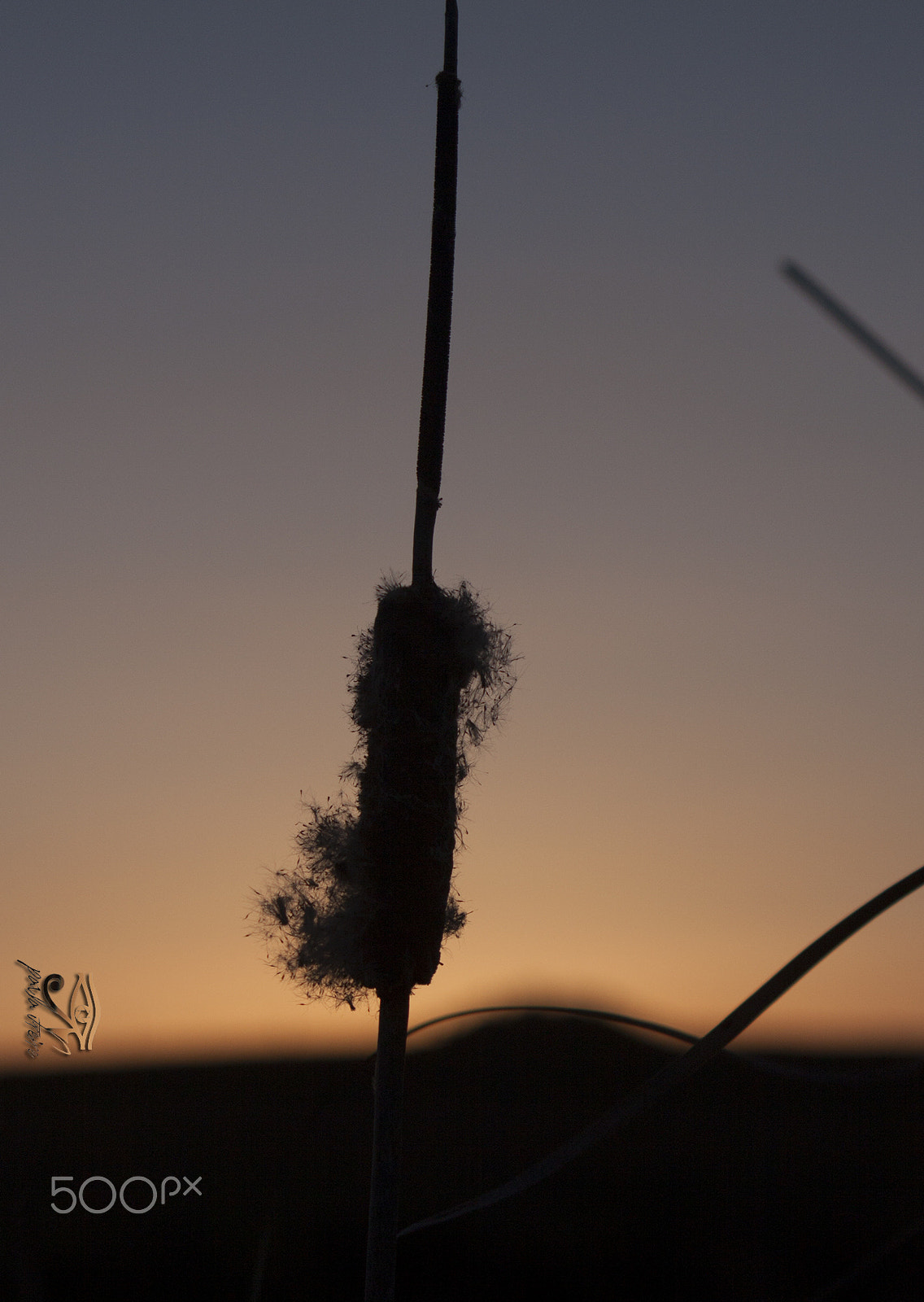 Canon EF 28-105mm f/3.5-4.5 USM sample photo. Wild reed photography