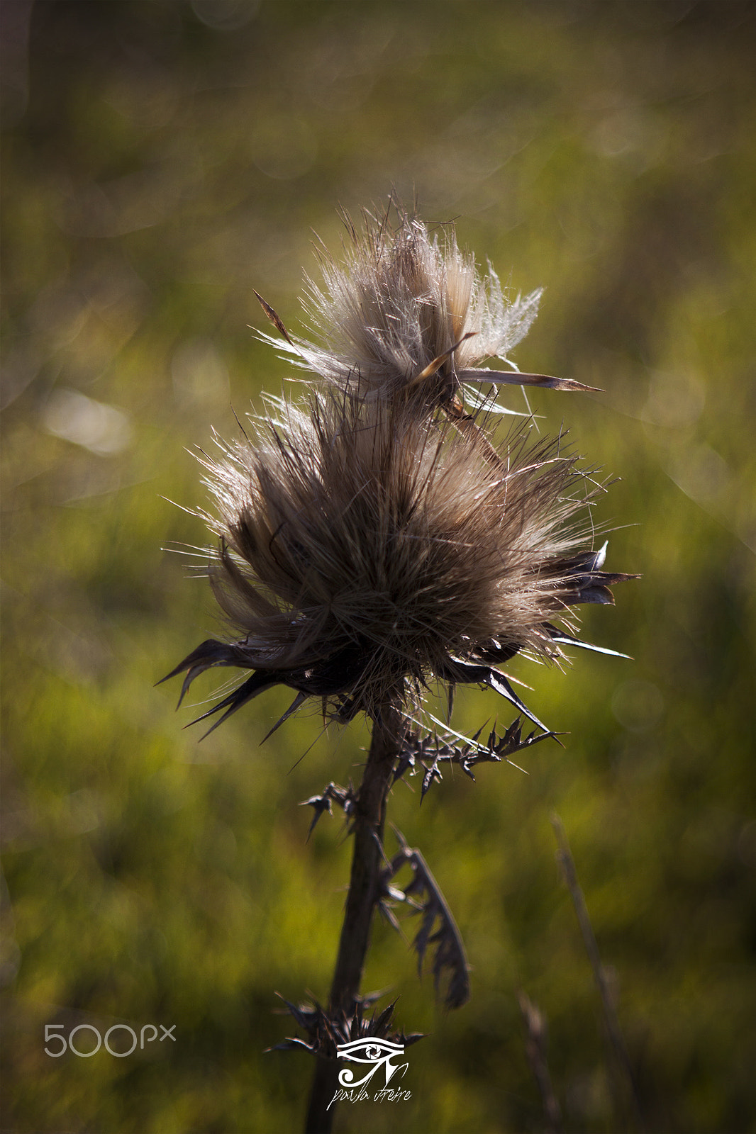 Canon EF 28-105mm f/3.5-4.5 USM sample photo. Thistle photography