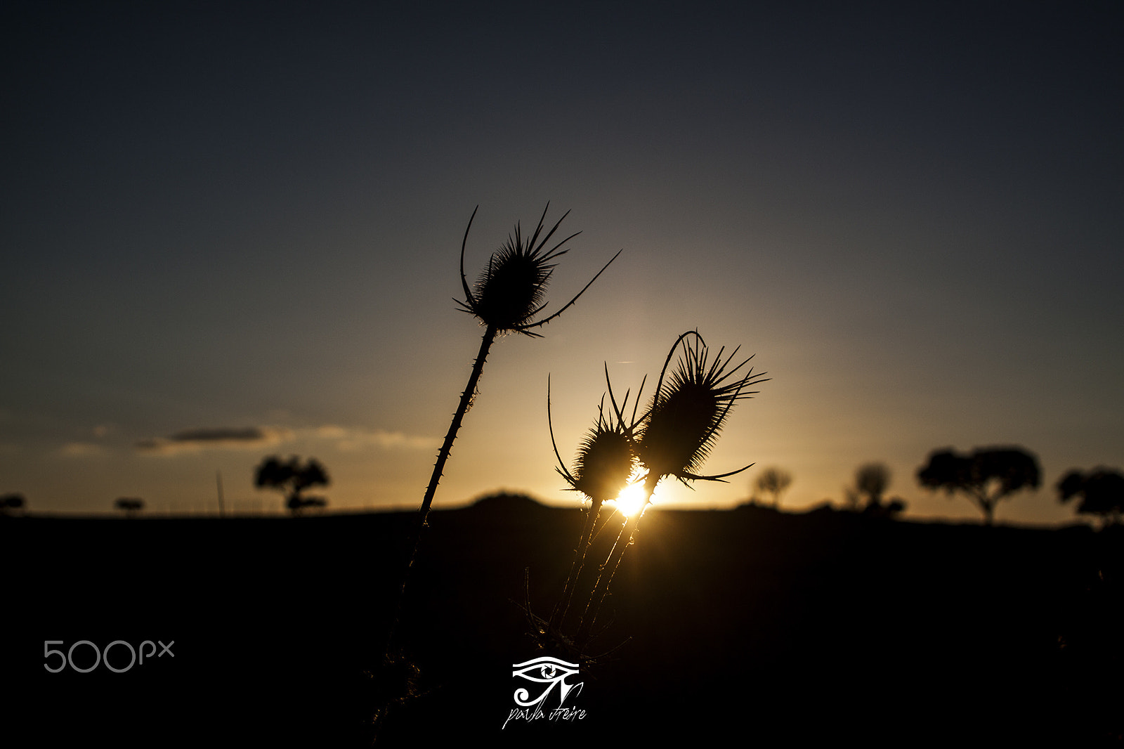Canon EOS 50D + Canon EF 28-105mm f/3.5-4.5 USM sample photo. Thistles photography