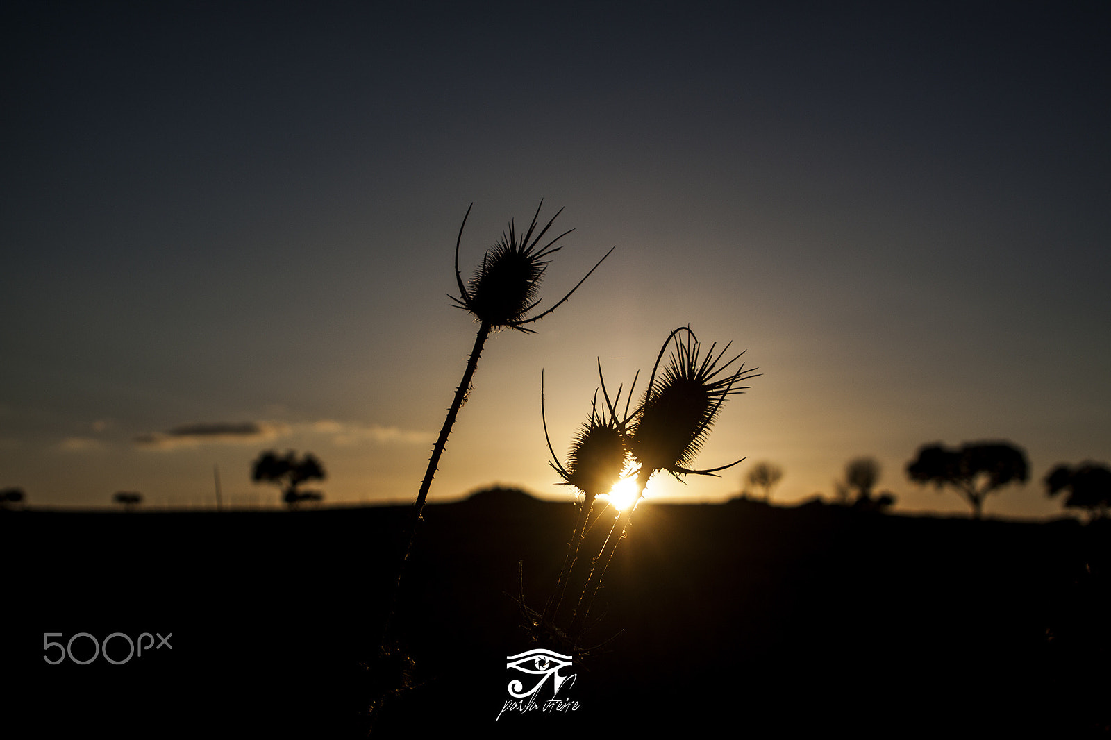 Canon EF 28-105mm f/3.5-4.5 USM sample photo. Thistles photography