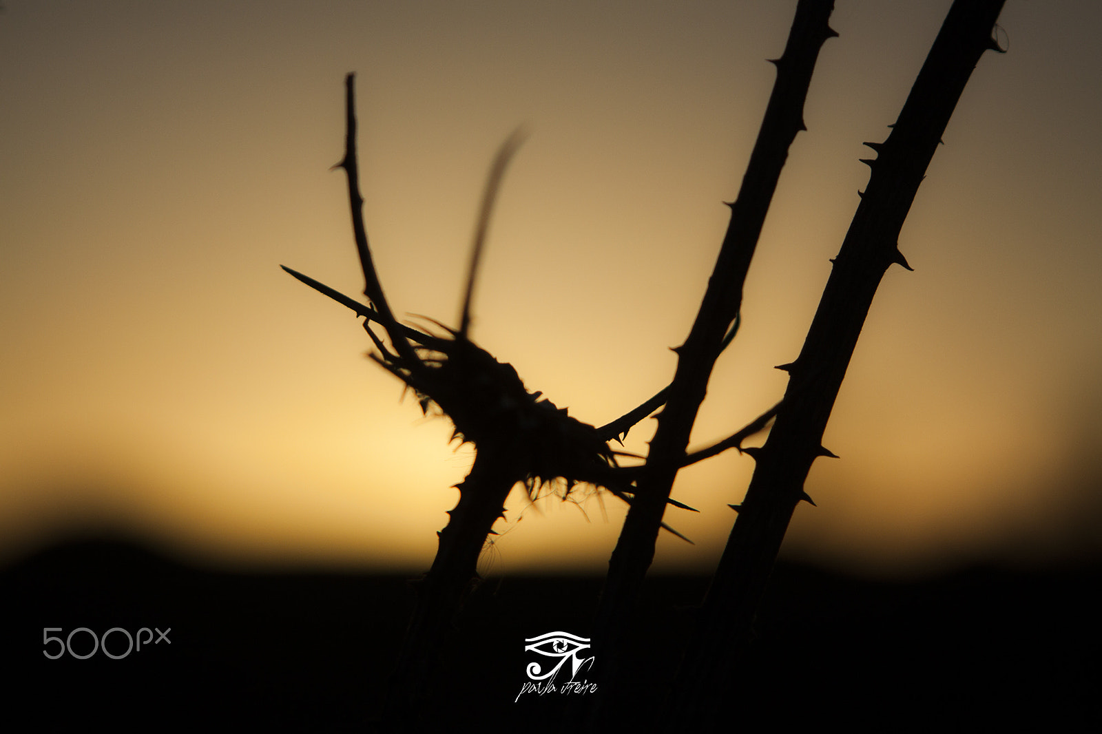 Canon EF 28-105mm f/3.5-4.5 USM sample photo. Thistle photography