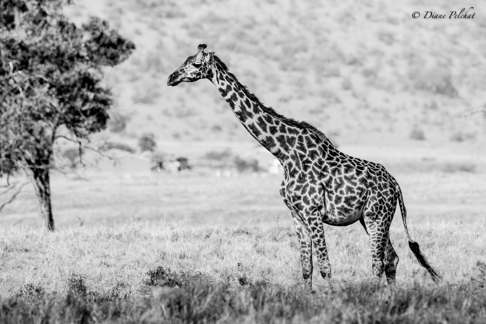 Canon EOS 7D Mark II + Canon EF 300mm F2.8L IS II USM sample photo. Black and white giraffe photography