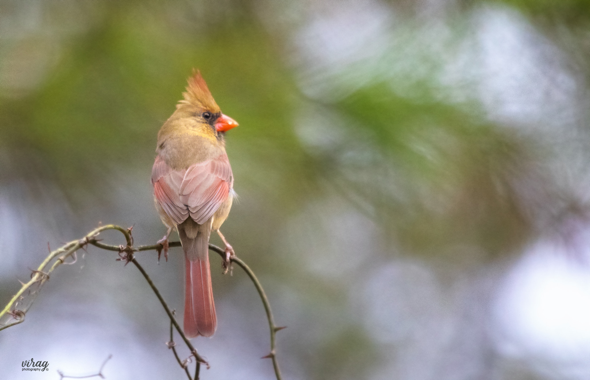 Canon EF 100-400mm F4.5-5.6L IS USM sample photo. Cardinal (female) photography