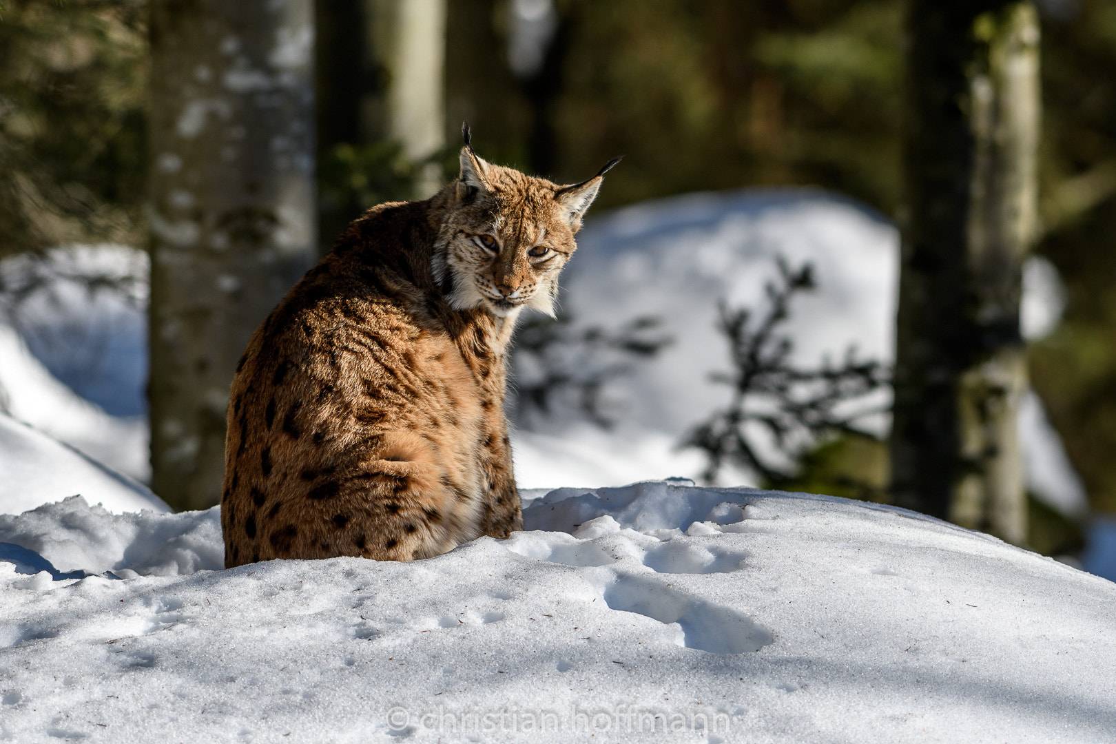 Nikon AF-S Nikkor 300mm F2.8G ED-IF VR sample photo. Lynx photography