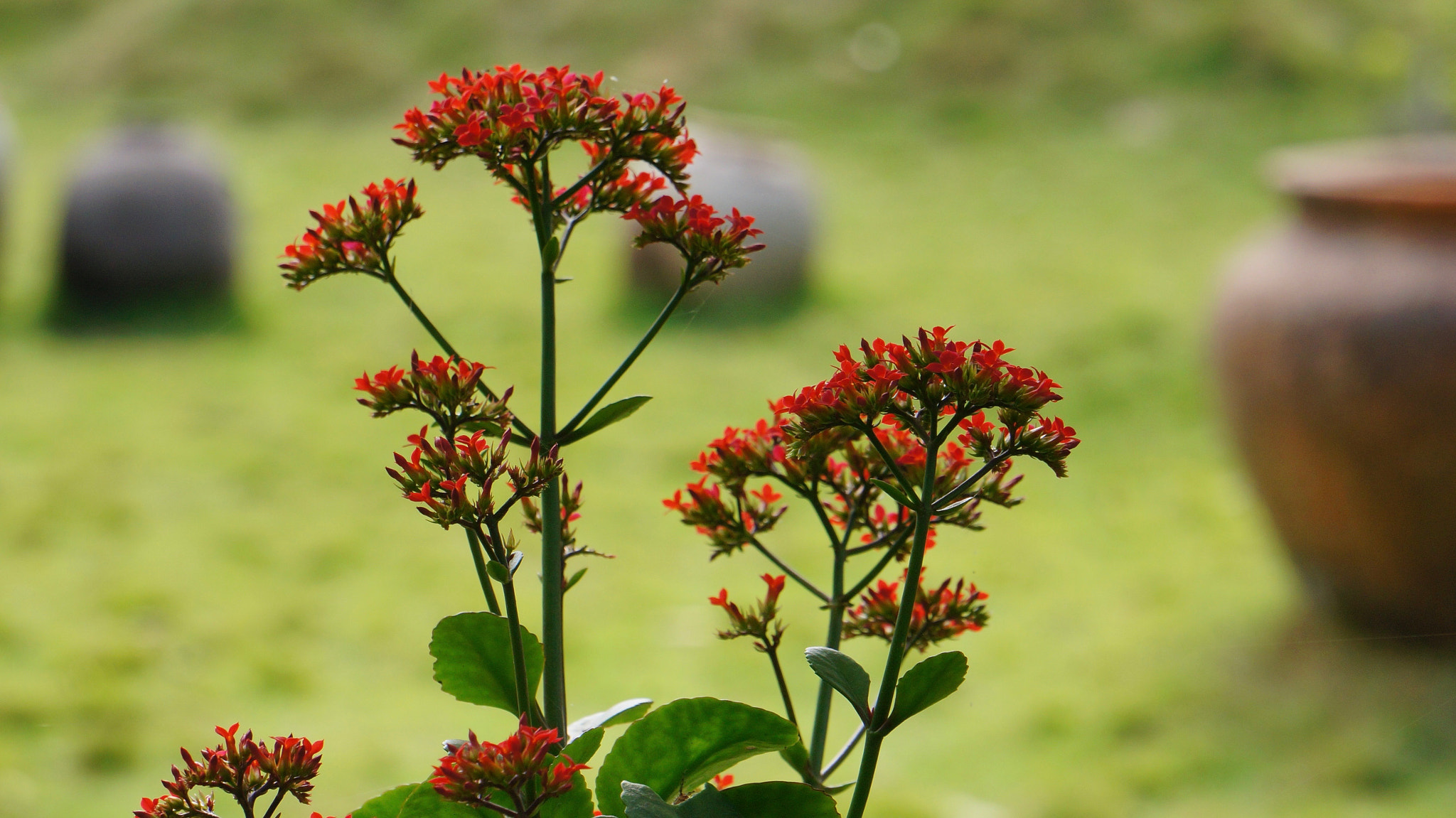 Sony E 55-210mm F4.5-6.3 OSS sample photo. Flowers and jars photography