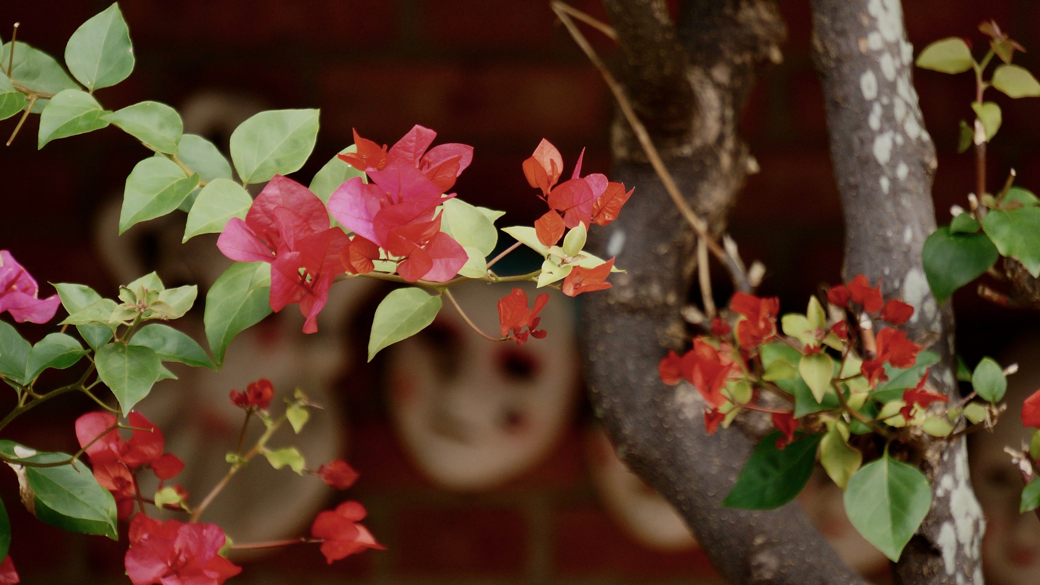 Sony E 55-210mm F4.5-6.3 OSS sample photo. Flowers over mask photography