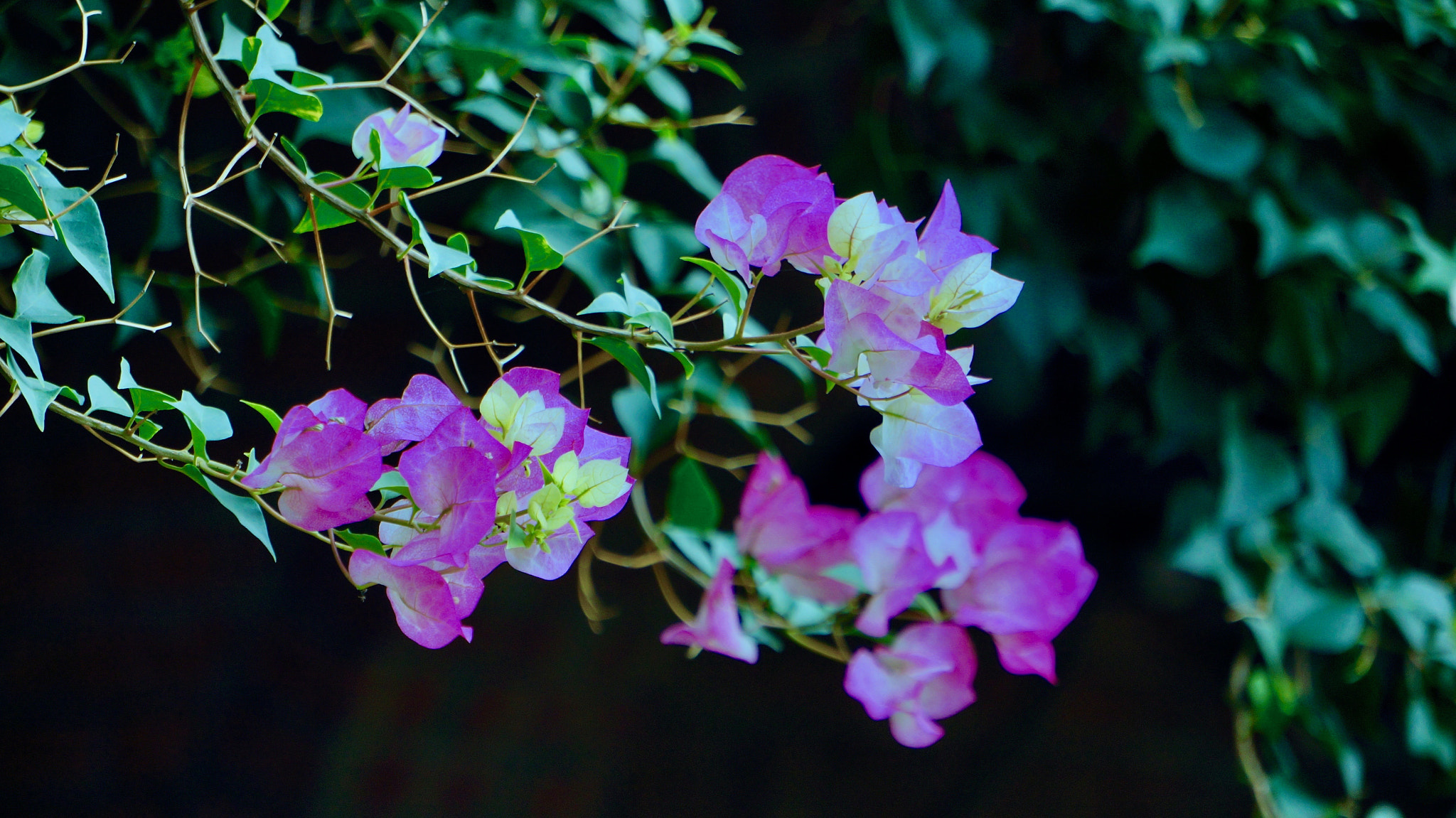 Sony E 55-210mm F4.5-6.3 OSS sample photo. Moon light photography