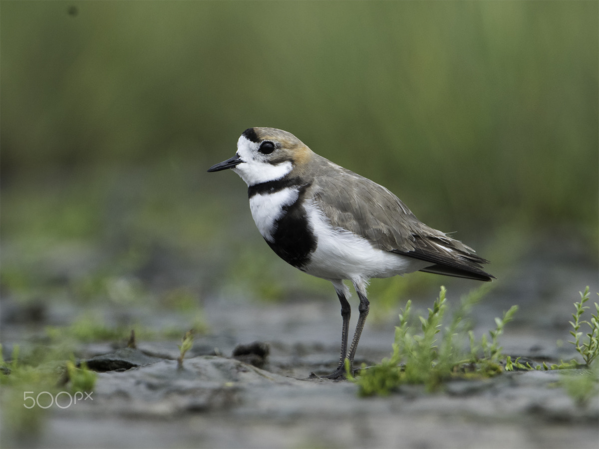Nikon AF-S Nikkor 600mm F4G ED VR sample photo. Charadrius falklandicus photography