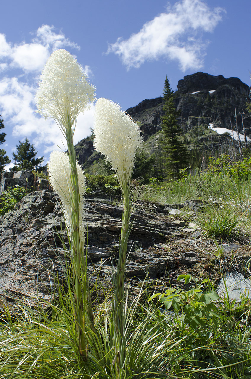 Nikon D7000 + Nikon AF Nikkor 20mm F2.8D sample photo. Glacier beargrass photography
