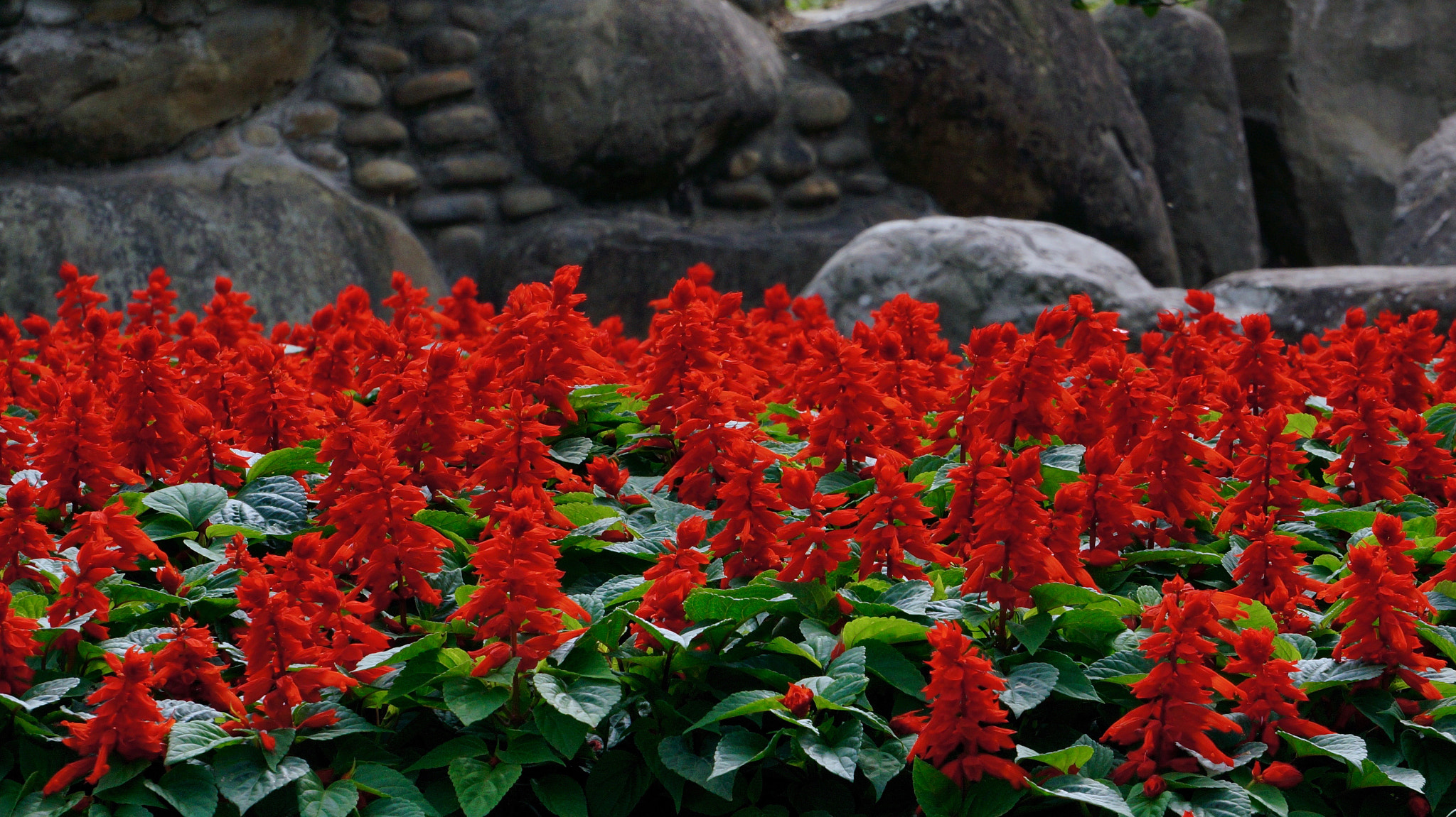 Sony E 55-210mm F4.5-6.3 OSS sample photo. Flowers and rocks photography