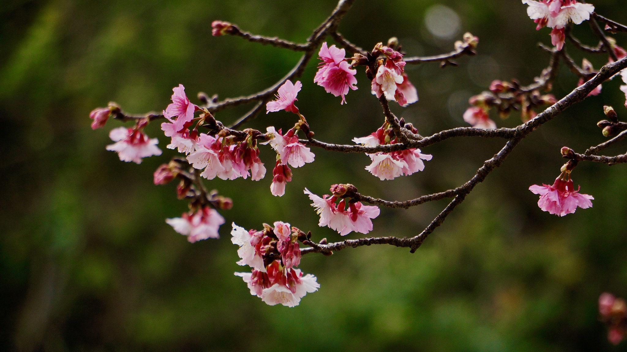 Sony E 55-210mm F4.5-6.3 OSS sample photo. Cherry flowers photography