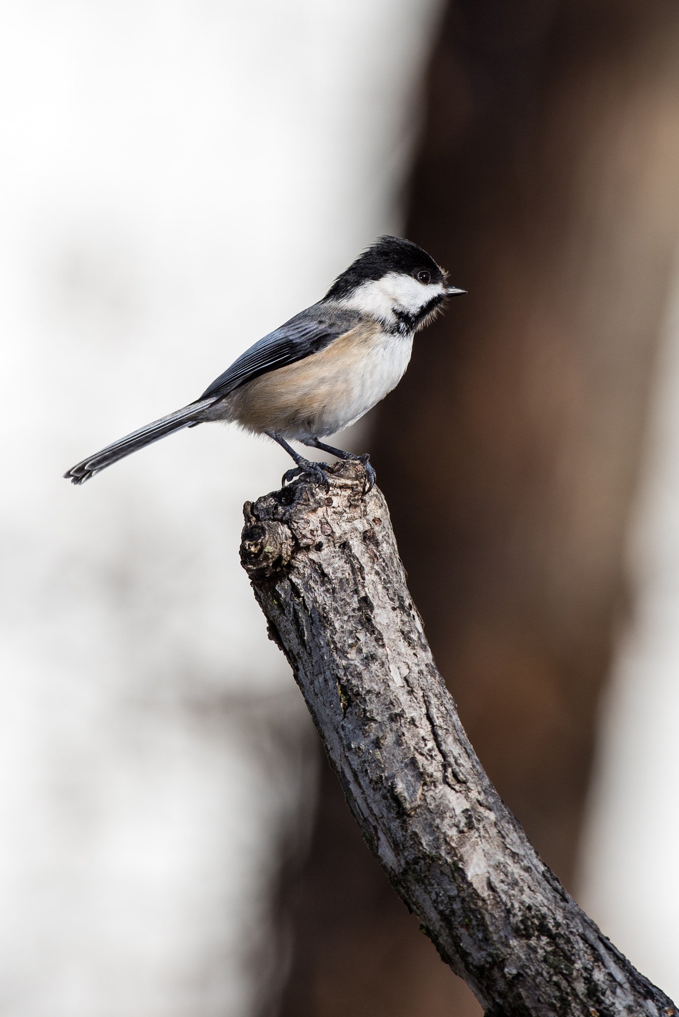 Nikon AF-S Nikkor 500mm F4D ED-IF II sample photo. Hanging out photography