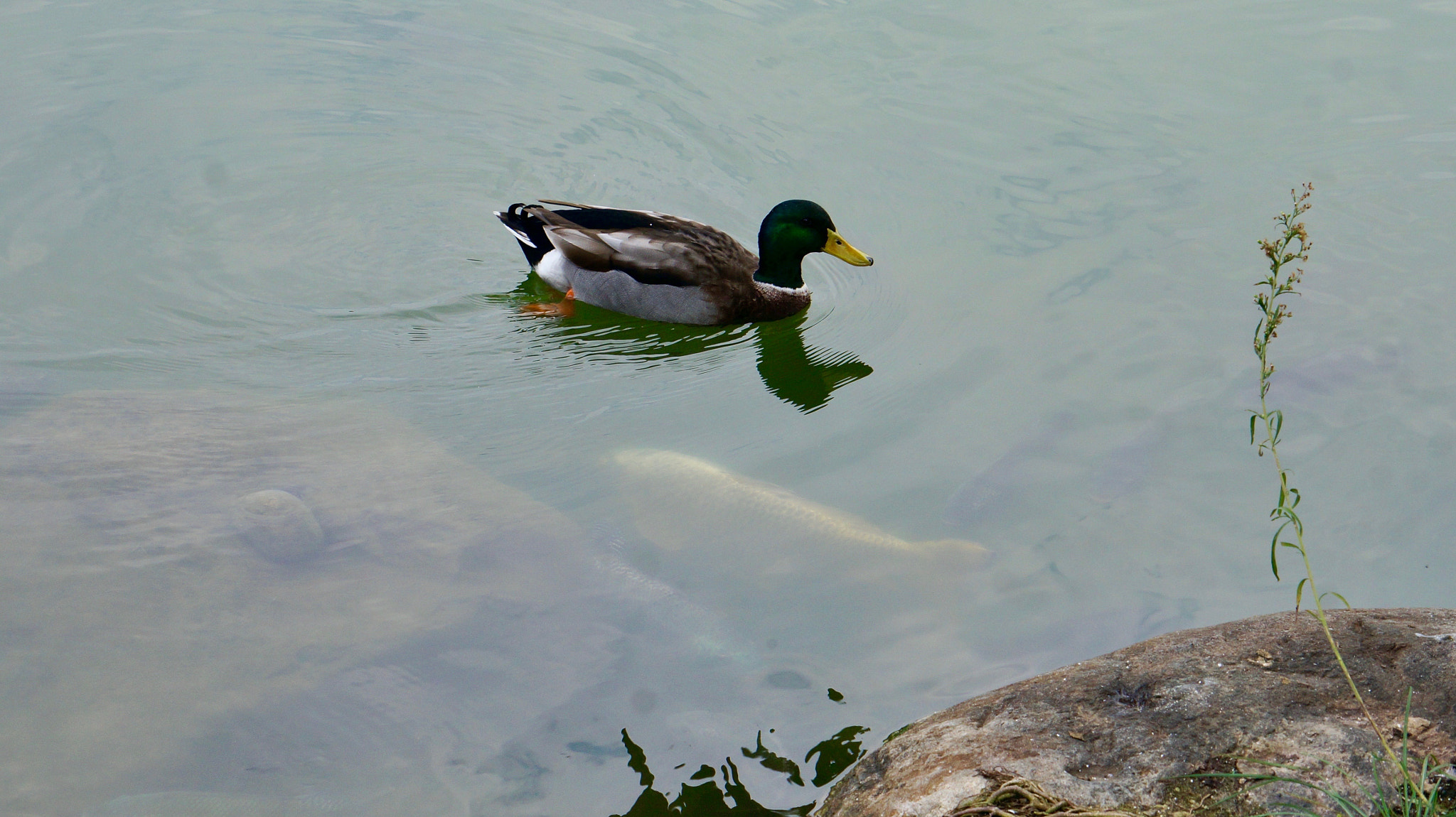 Sony E 55-210mm F4.5-6.3 OSS sample photo. Two way traffic photography