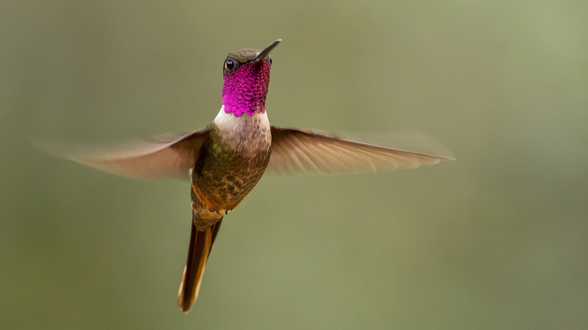 Olympus OM-D E-M1 Mark II + OLYMPUS M.300mm F4.0 sample photo. Colibrì  photography
