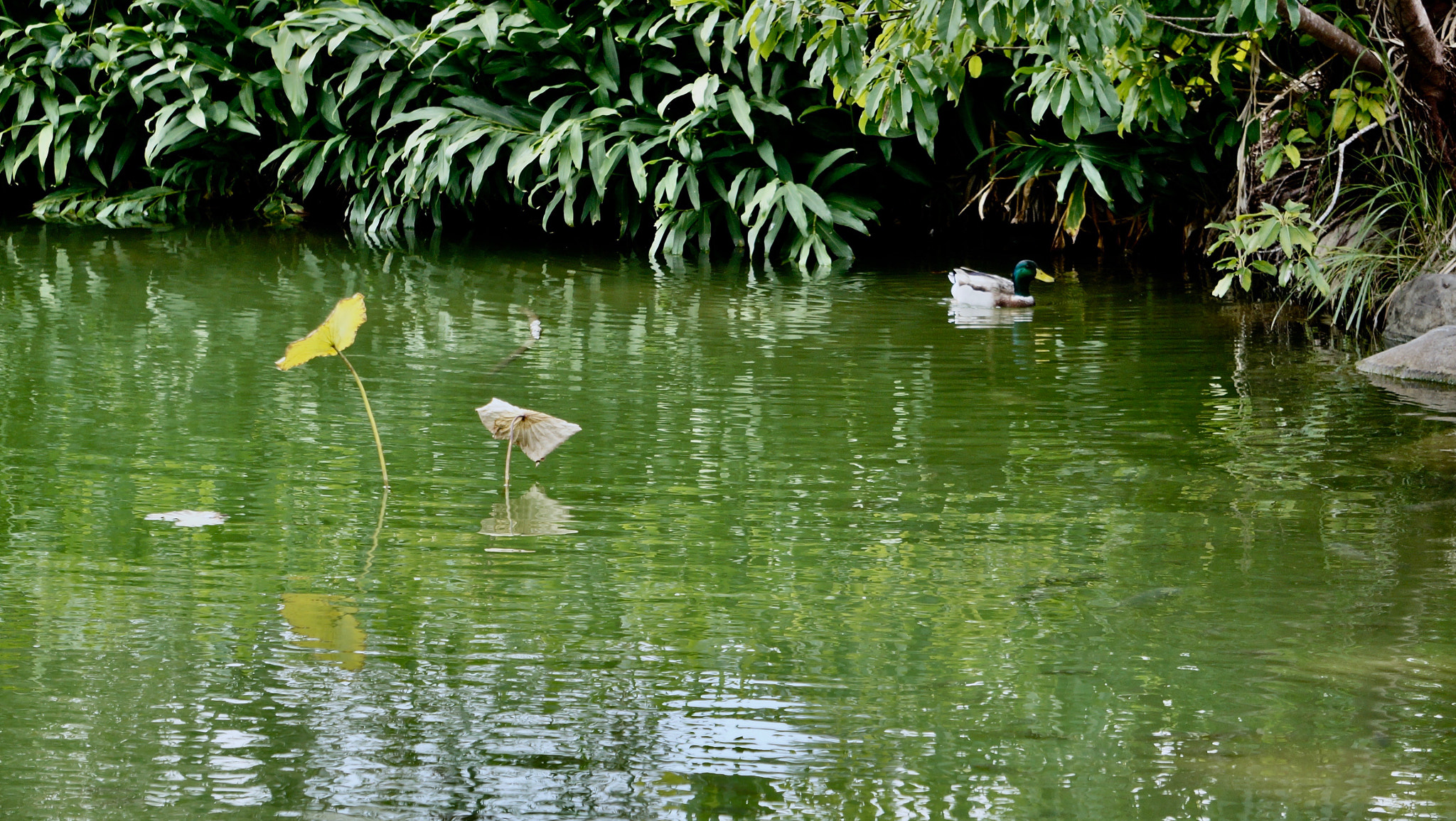 Sony E 55-210mm F4.5-6.3 OSS sample photo. Quiet corner photography