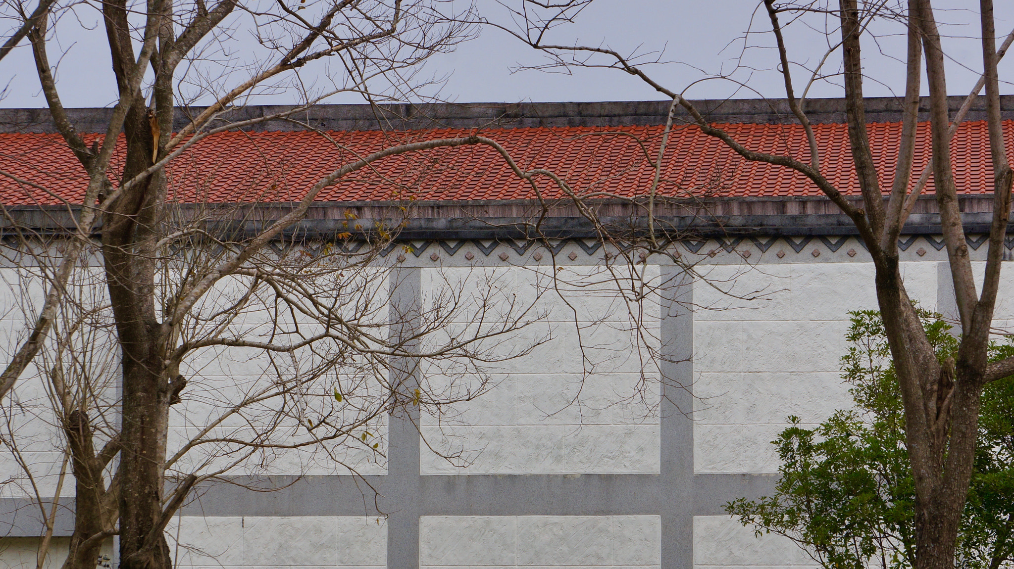 Sony E 55-210mm F4.5-6.3 OSS sample photo. Tree and wall photography