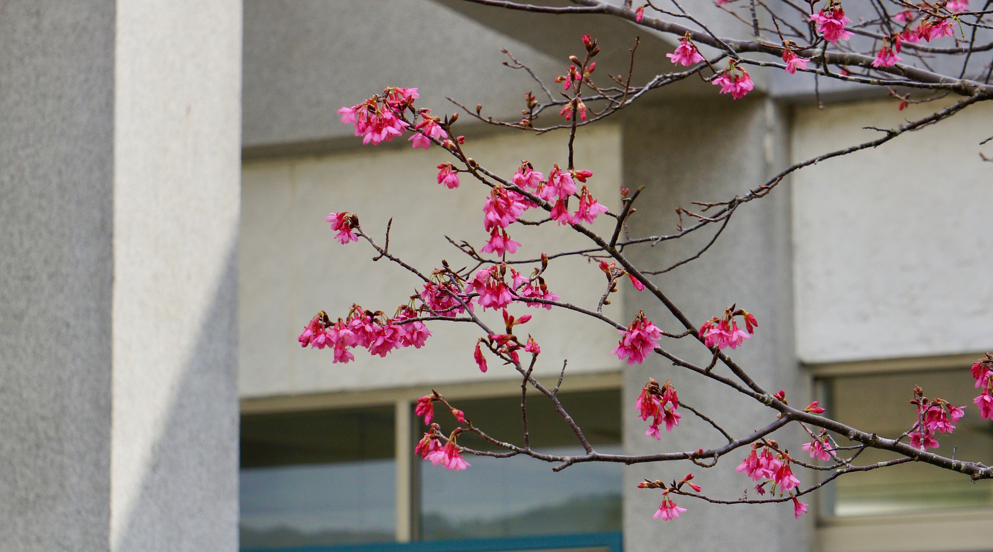 Sony E 55-210mm F4.5-6.3 OSS sample photo. Cherry flowers under sun photography