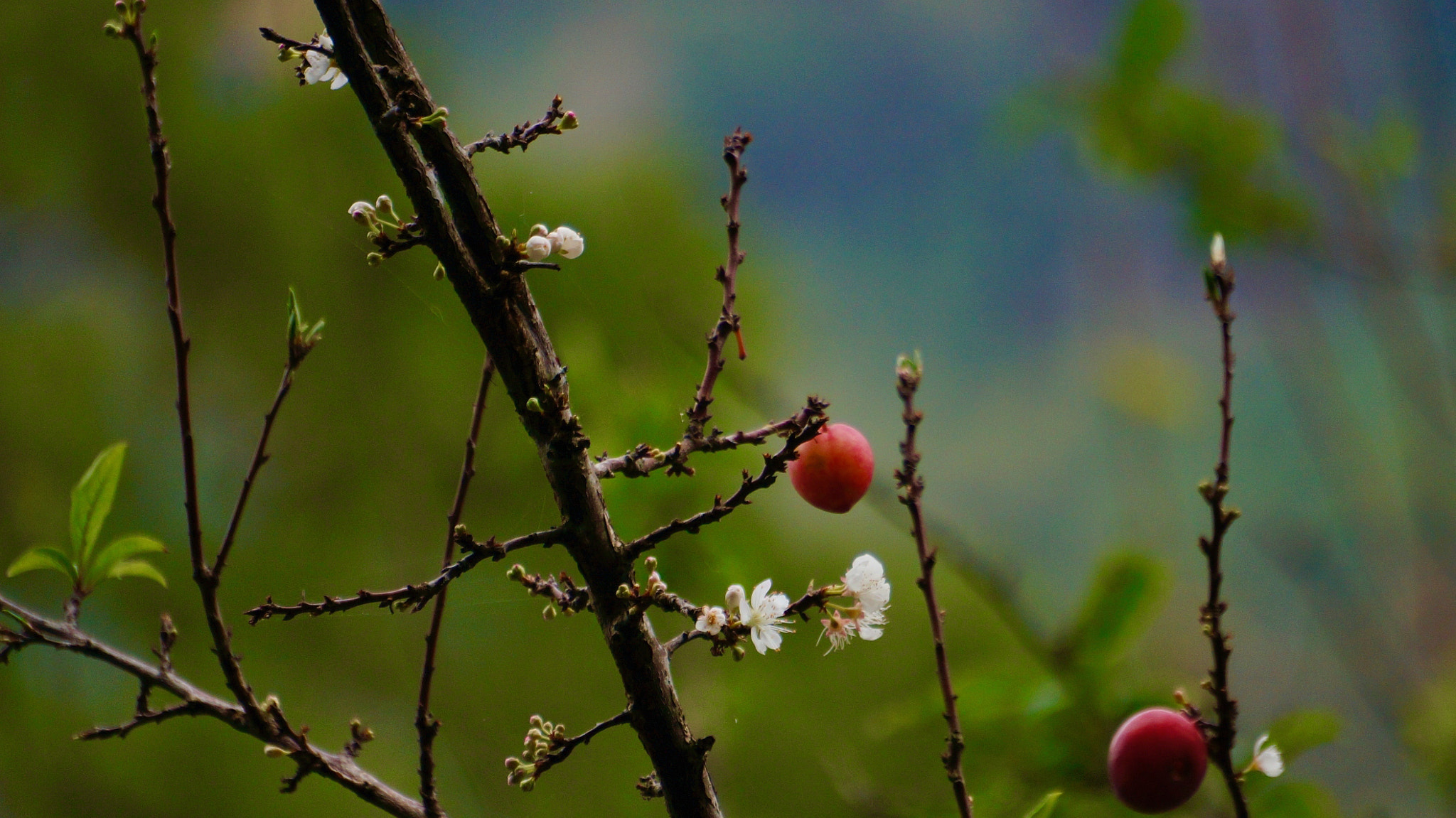 Sony E 55-210mm F4.5-6.3 OSS sample photo. Plum tree photography