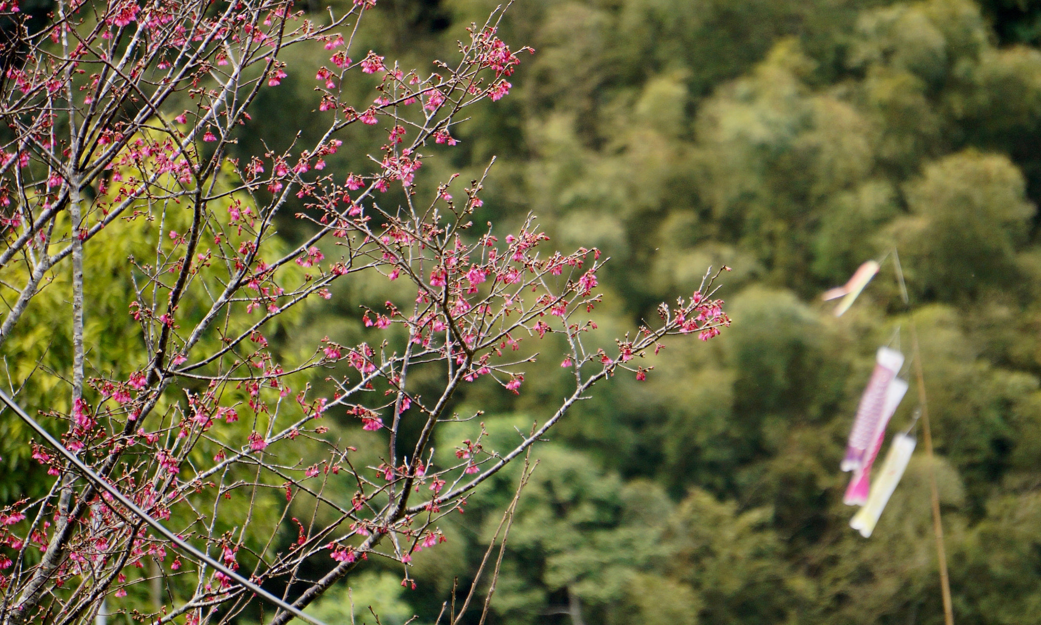 Sony E 55-210mm F4.5-6.3 OSS sample photo. Cherry flowers in breezes photography