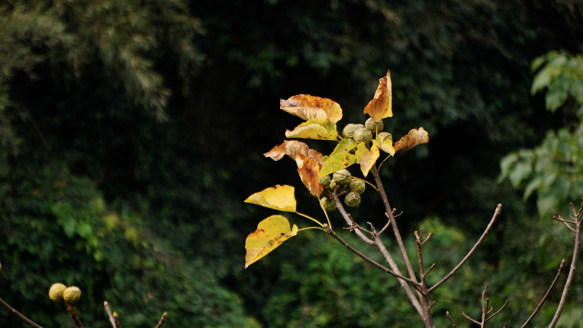 Sony E 55-210mm F4.5-6.3 OSS sample photo. Yellow leaves photography