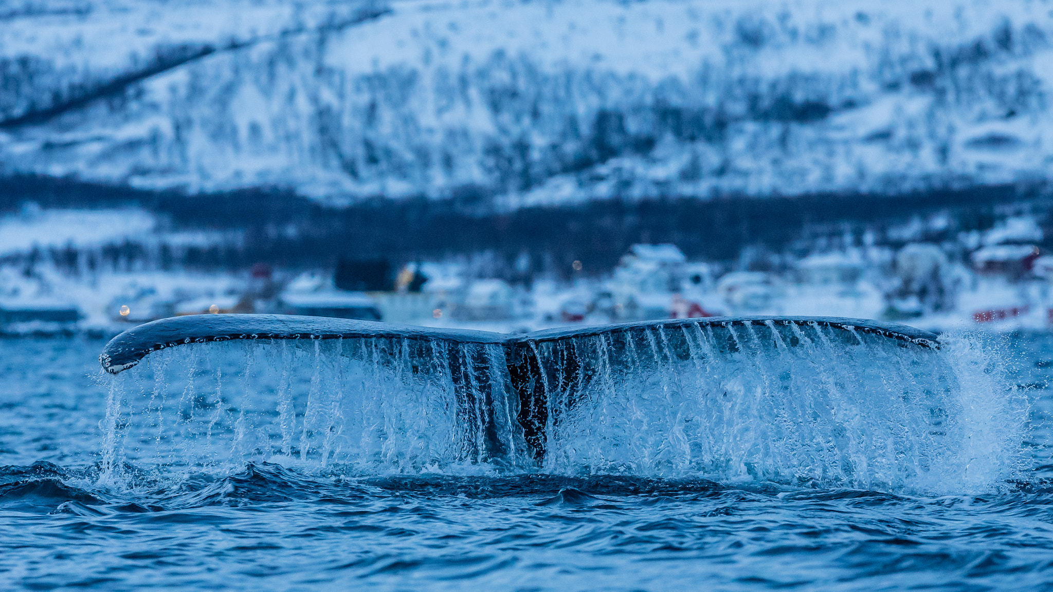 Canon EF 300mm F2.8L IS USM sample photo. Hump-backed whale tromsø, norway photography