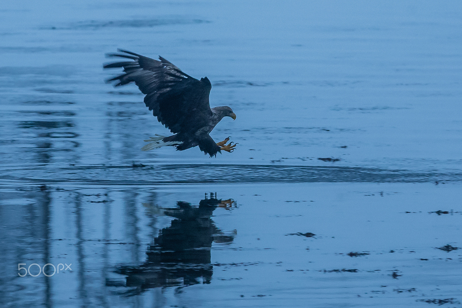 Canon EF 300mm F2.8L IS USM sample photo. White-tailed eagle hunting in icy water photography
