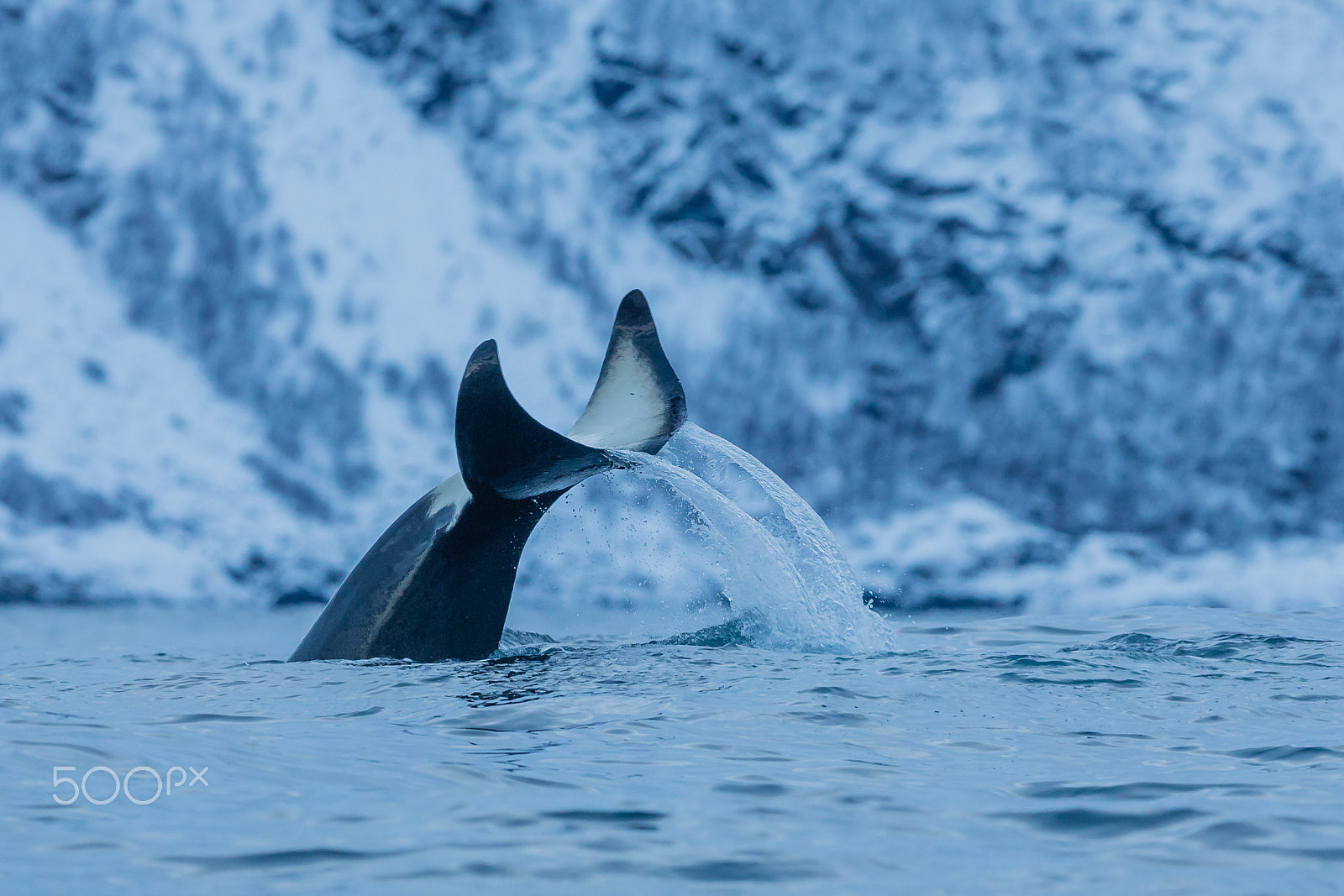 Canon EF 300mm F2.8L IS USM sample photo. Orca killerwhale fountain tailflapping photography