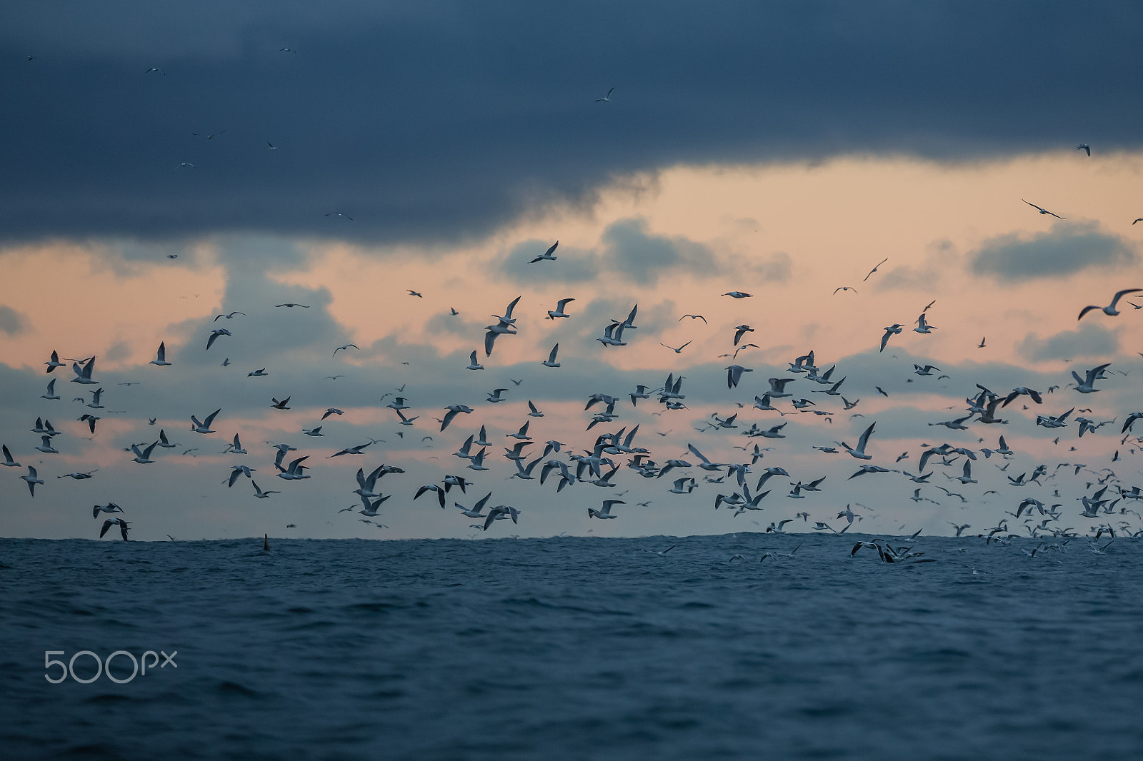 Canon EF 300mm F2.8L IS USM sample photo. Seagulls in tromsø photography