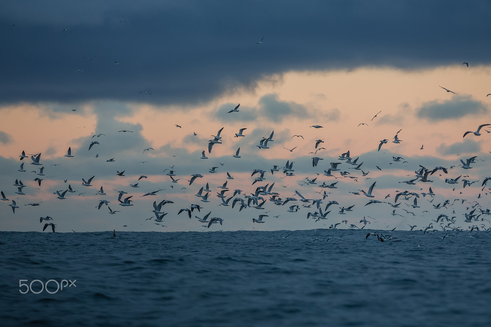 Canon EOS-1D X + Canon EF 300mm F2.8L IS USM sample photo. Seagulls in tromsø photography