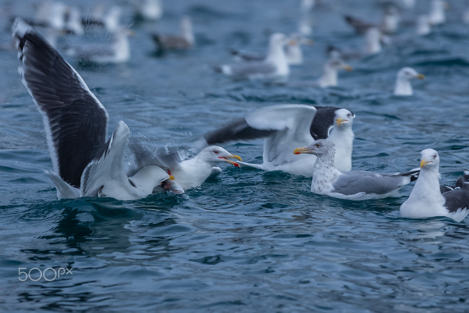 Canon EOS-1D X + Canon EF 300mm F2.8L IS USM sample photo. Seagulls in tromsø photography