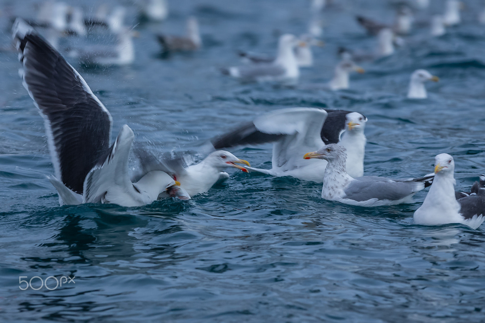 Canon EF 300mm F2.8L IS USM sample photo. Seagulls in tromsø photography