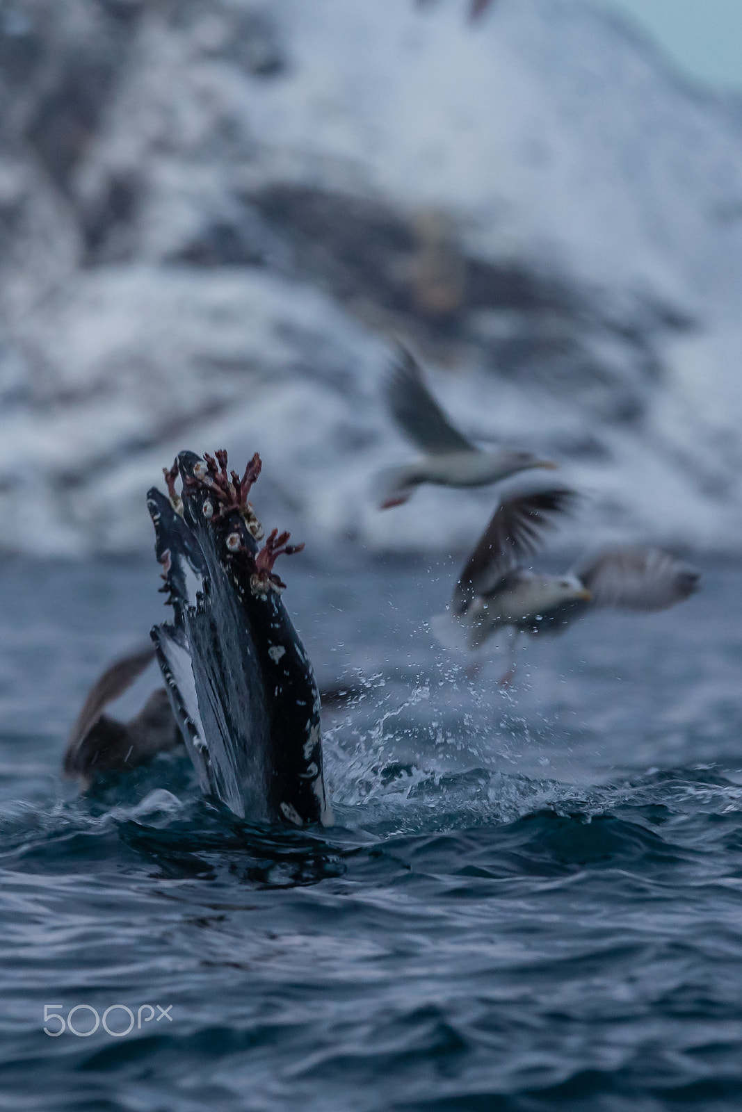 Canon EOS-1D X + Canon EF 300mm F2.8L IS USM sample photo. Hump-backed whale tromsø, norway photography