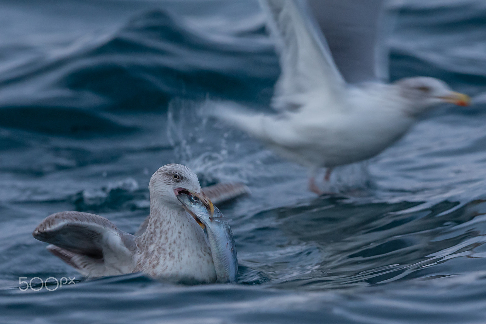 Canon EF 300mm F2.8L IS USM sample photo. Seagulls in tromsø photography