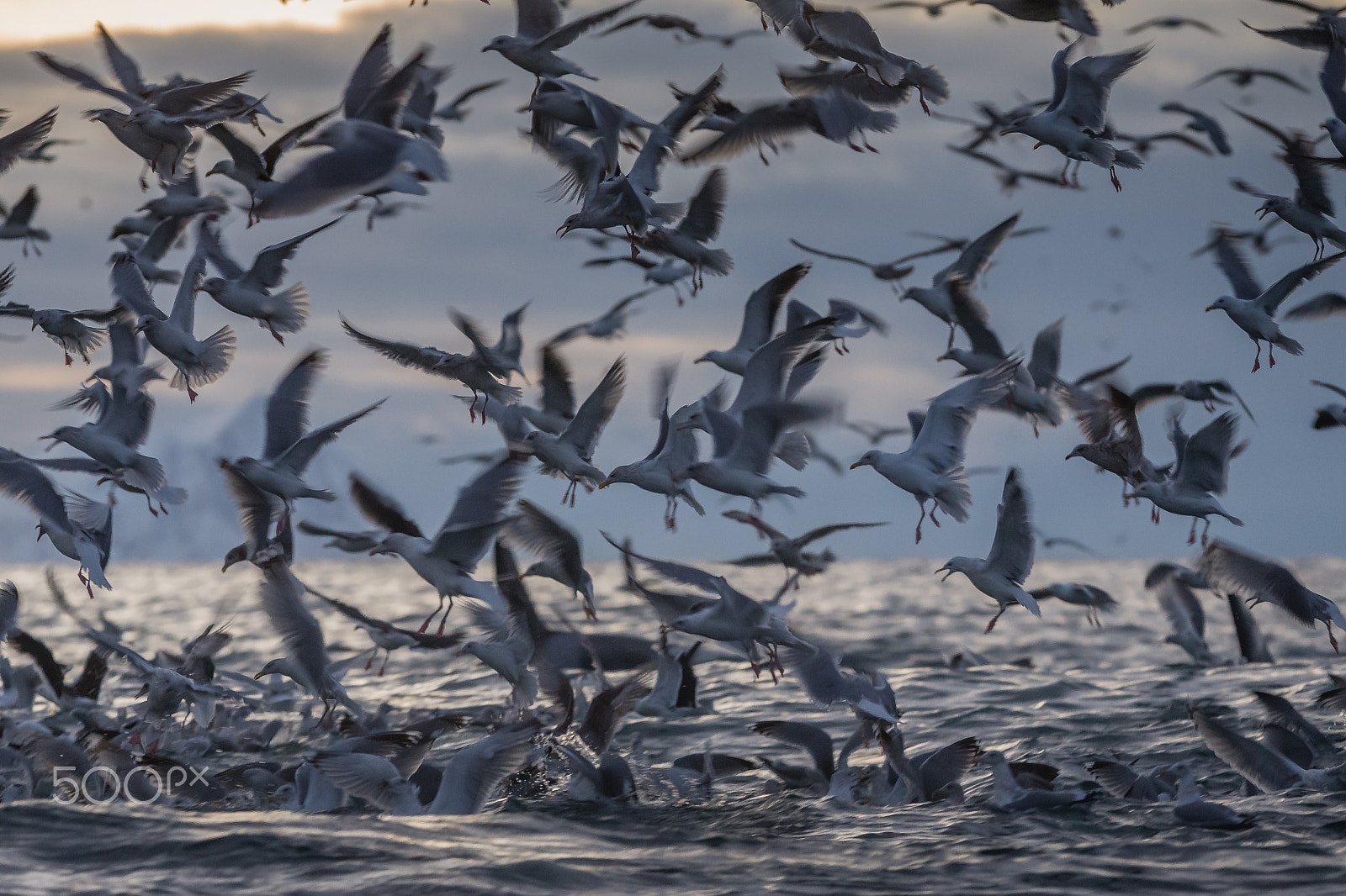 Canon EF 300mm F2.8L IS USM sample photo. Seagulls in tromsø photography