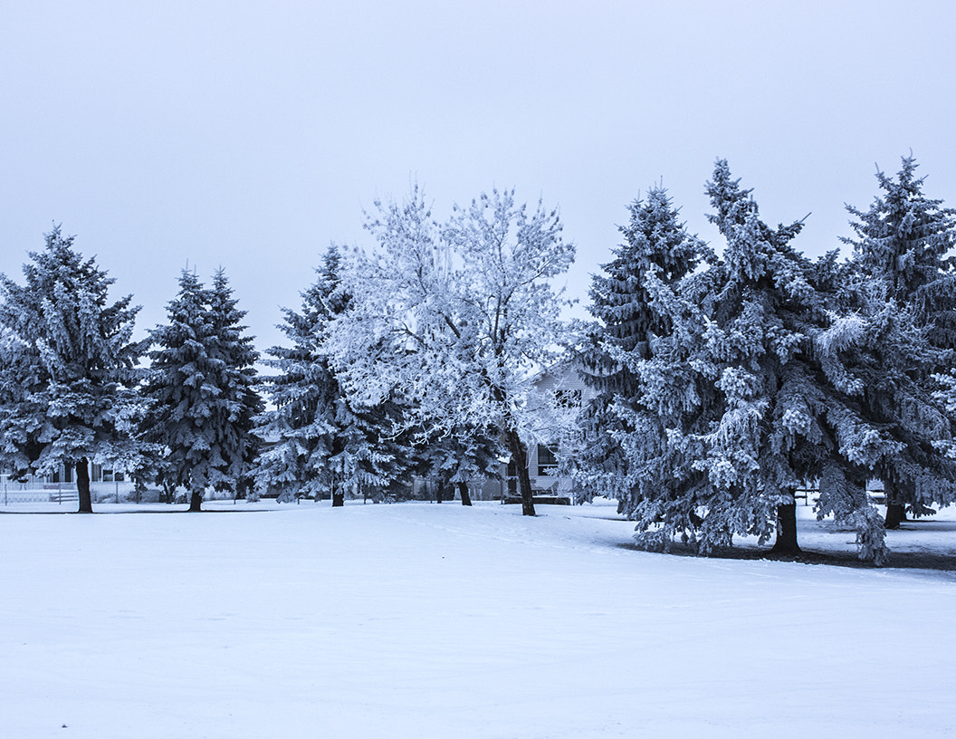 Canon EF-S 24mm F2.8 STM sample photo. My backyard photography