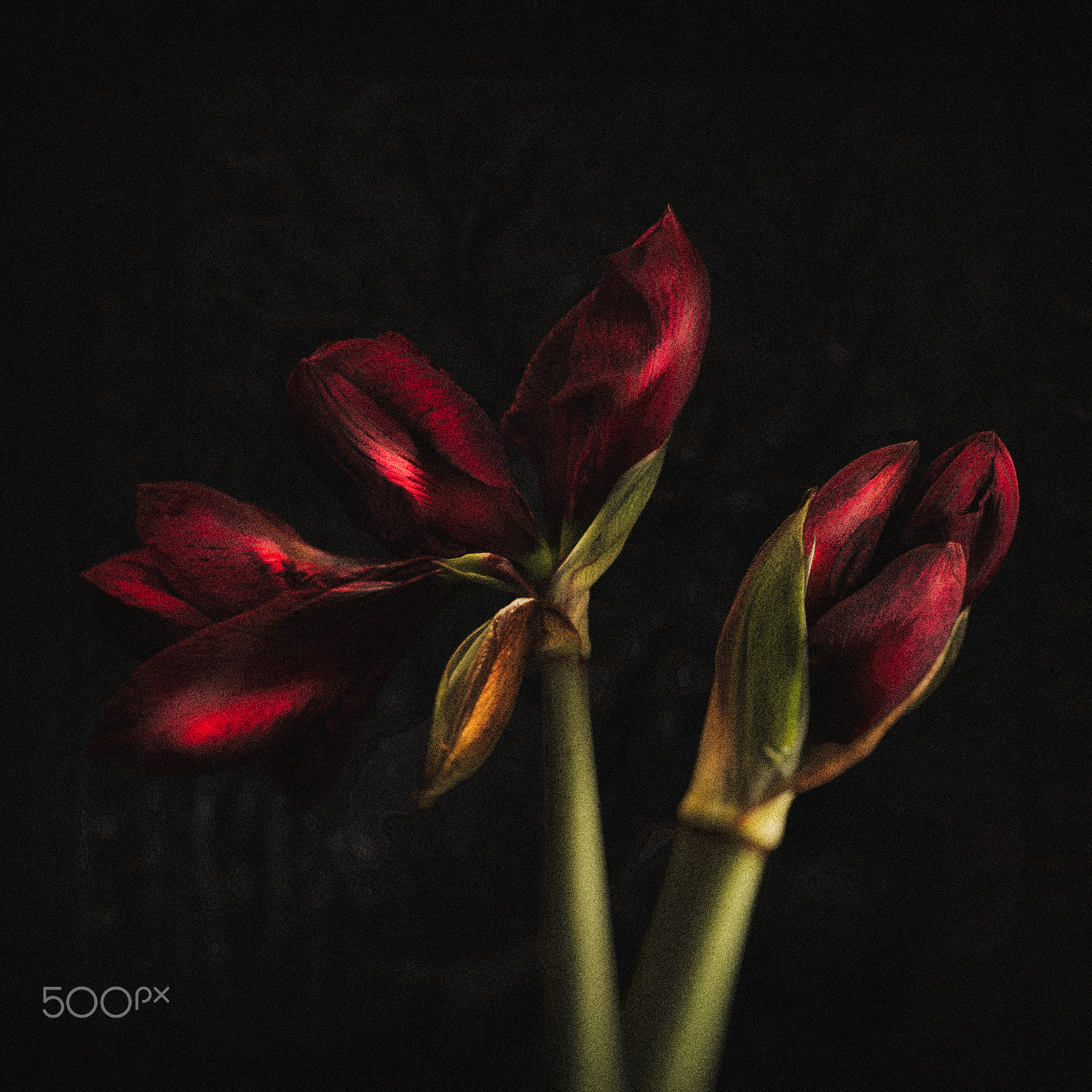 Nikon D810 sample photo. Red amaryllis 3 photography