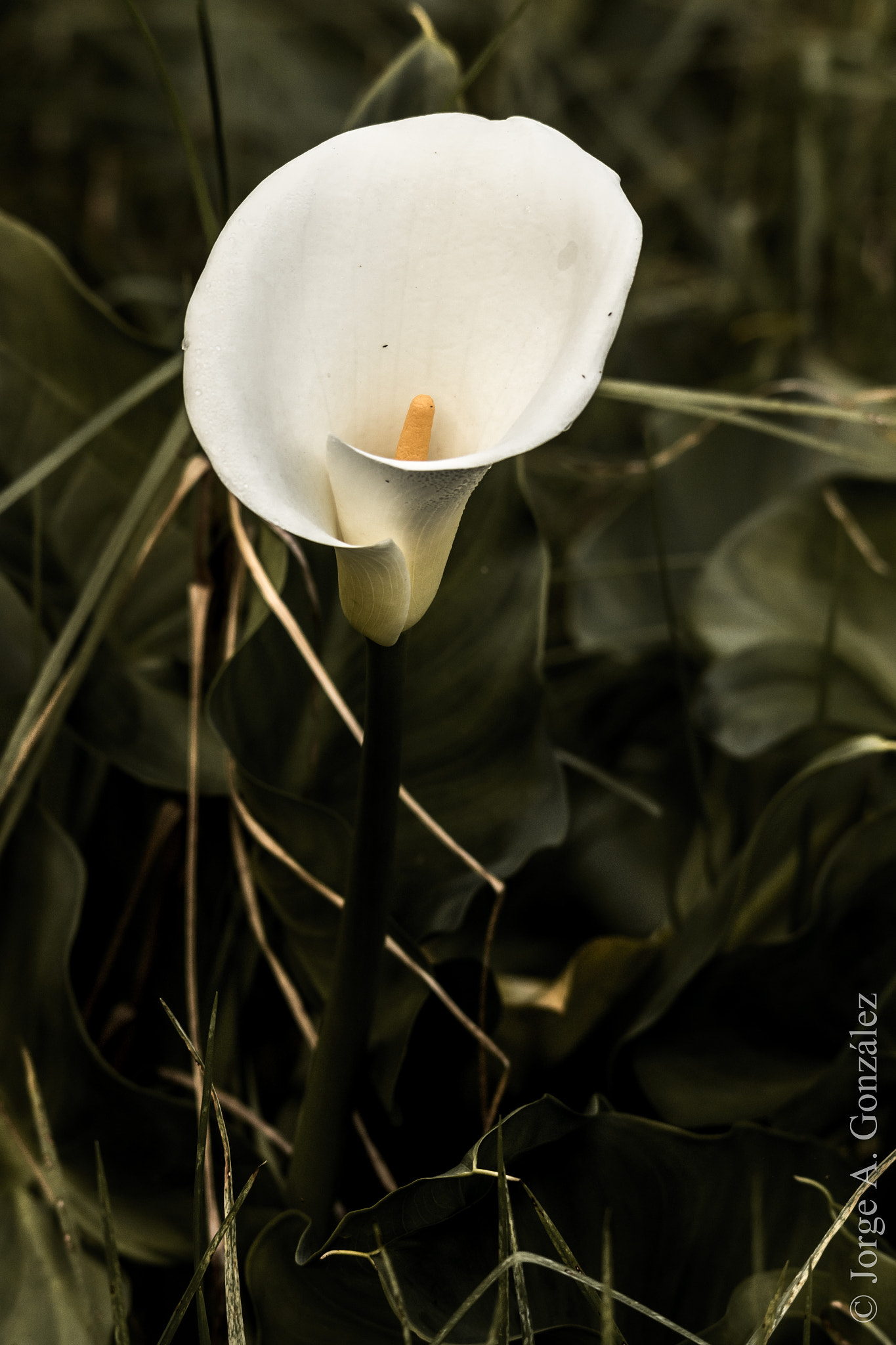 Sigma 150-500mm F5-6.3 DG OS HSM sample photo. Zantedeschia aethiopica photography