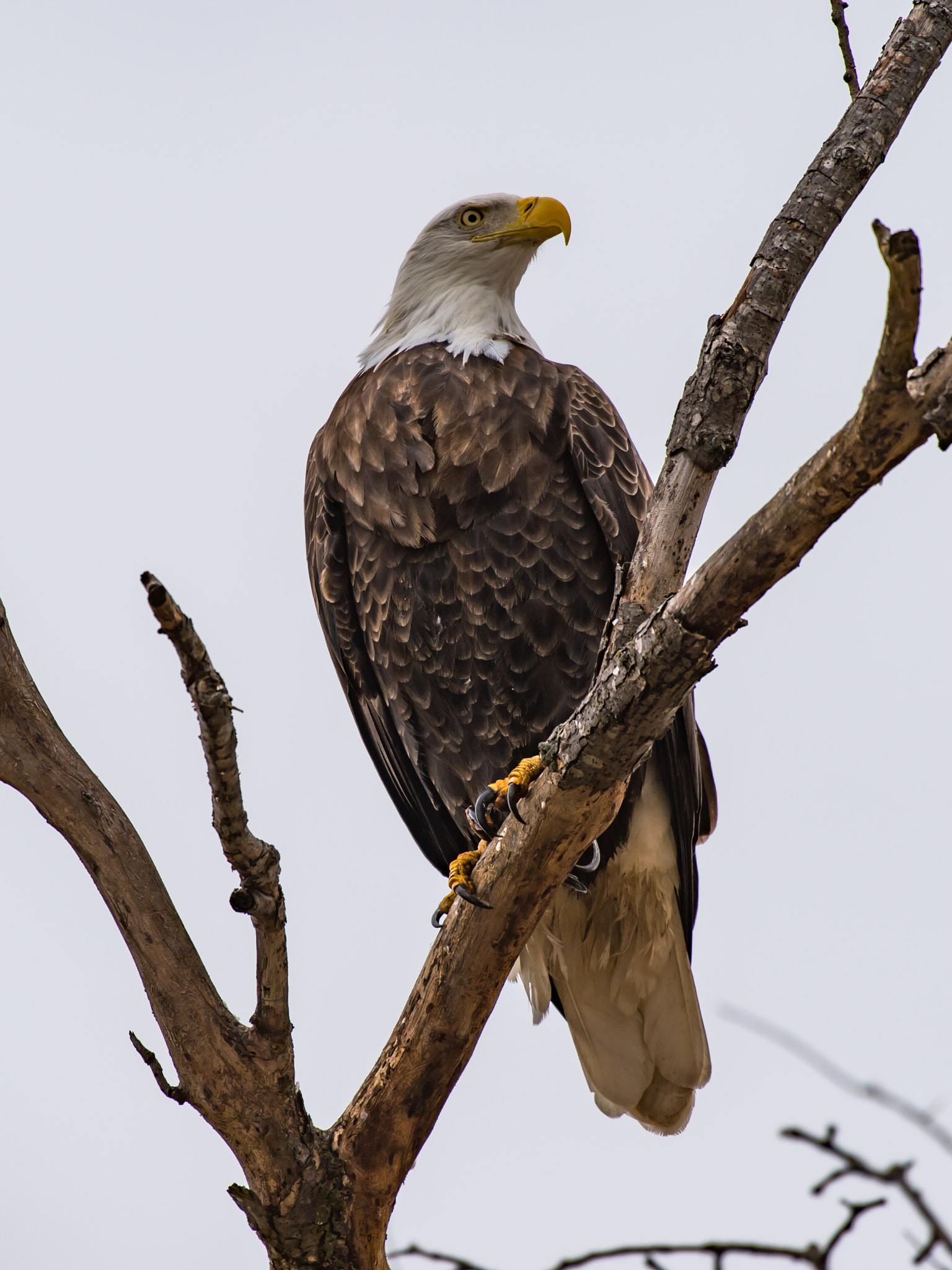 Nikon AF-S Nikkor 200-500mm F5.6E ED VR sample photo. American eagle photography
