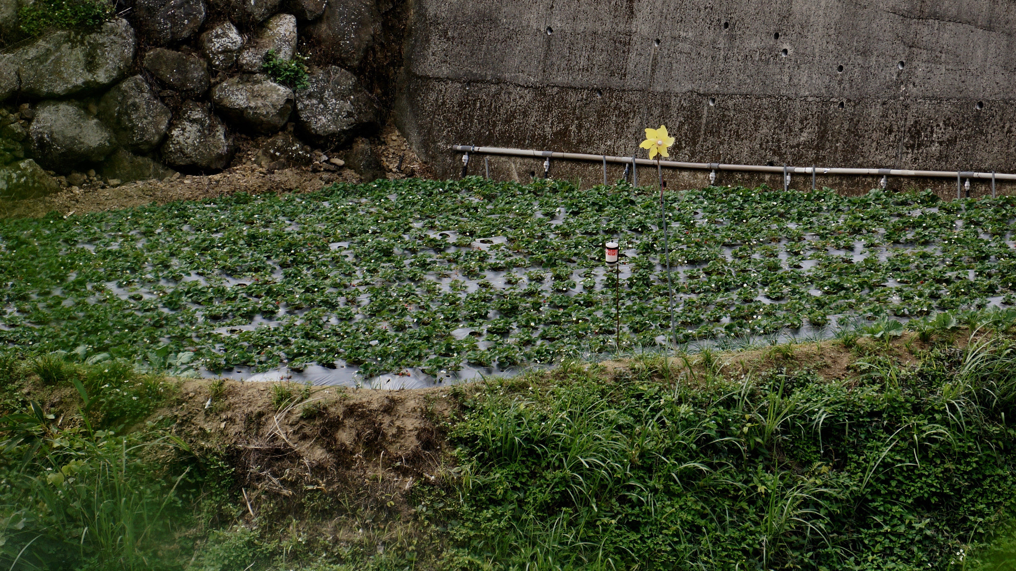 Sony E 55-210mm F4.5-6.3 OSS sample photo. Strawberry farm photography