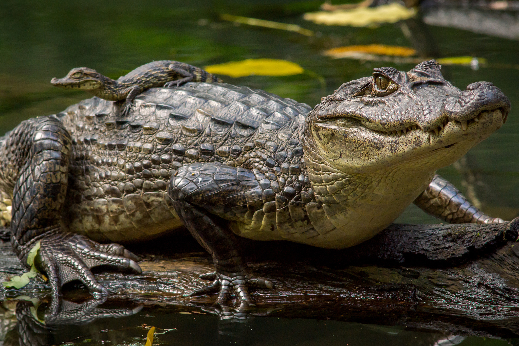 Sony SLT-A77 + Minolta AF 300mm F2.8 HS-APO G sample photo. I got momma's back- caiman, costa rica photography