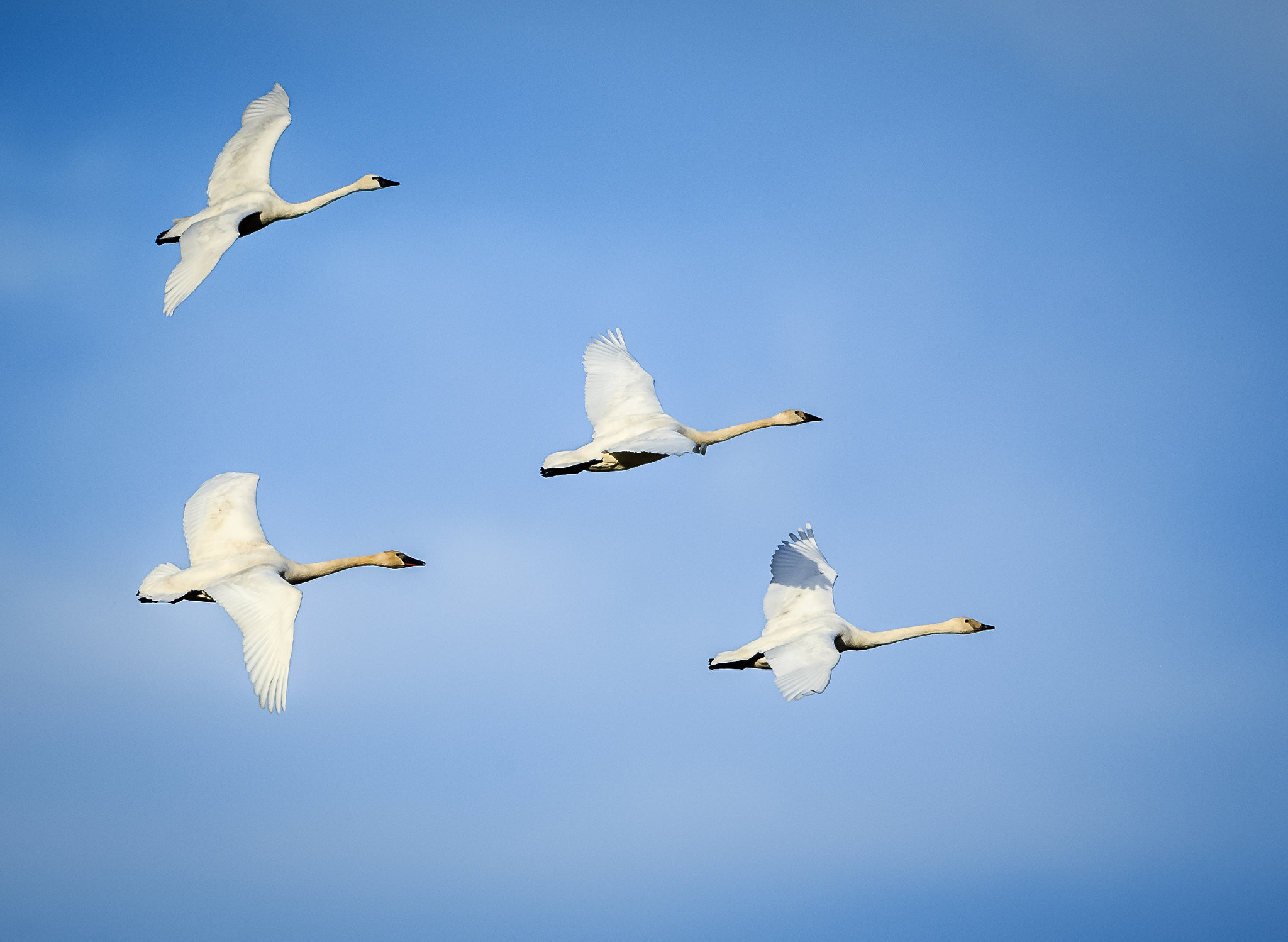 Canon EF 600mm F4L IS II USM sample photo. Trumpeters on final photography