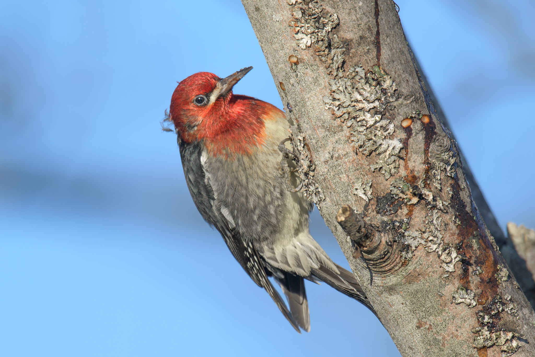 Nikon D5 + Nikon AF-S Nikkor 600mm F4G ED VR sample photo. Hello photography