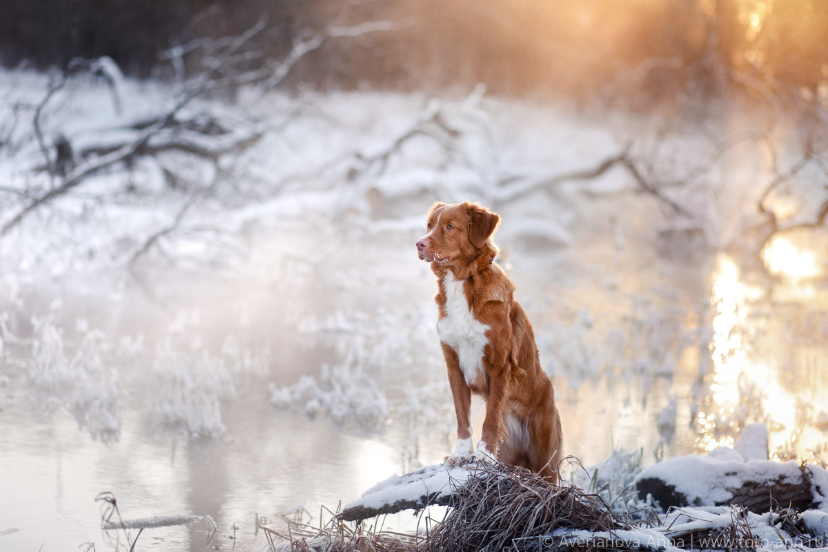 Canon EF 85mm F1.8 USM sample photo. Dog on the river photography