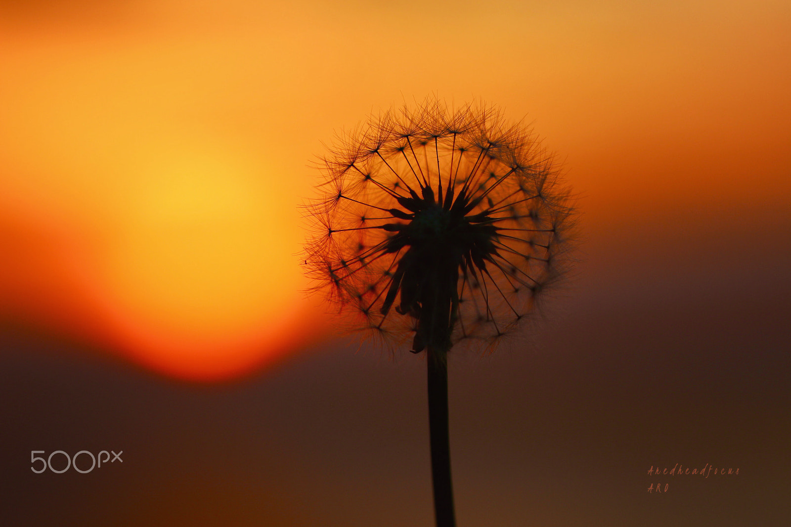 Canon EF 100mm F2.8L Macro IS USM sample photo. Dandelion sunset photography