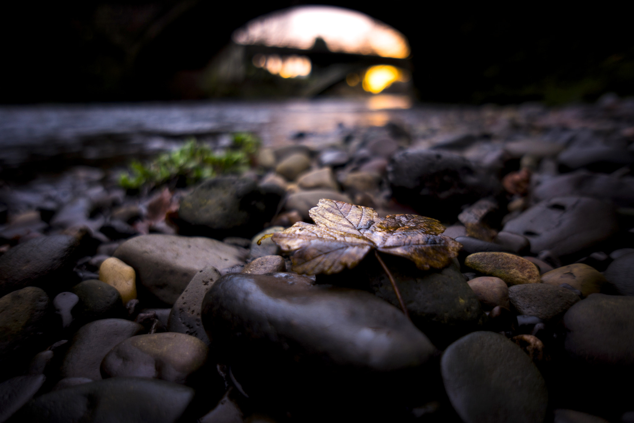 Sony E 16mm F2.8 sample photo. Dawn over leaf photography