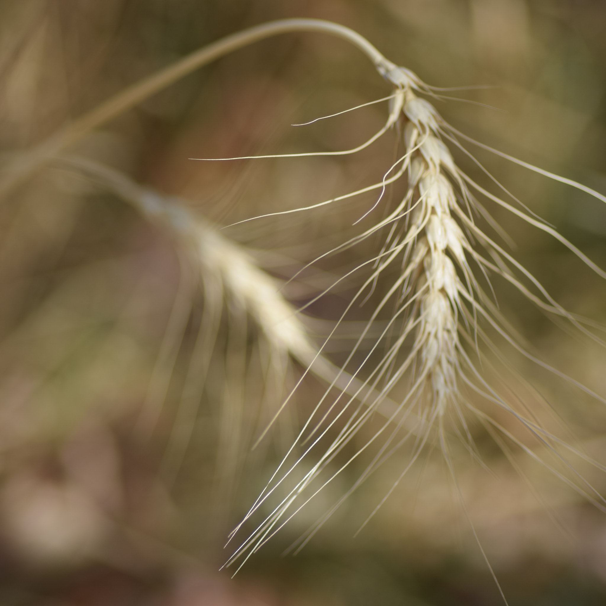 Tokina AT-X Pro 100mm F2.8 Macro sample photo. Backyard grasses photography