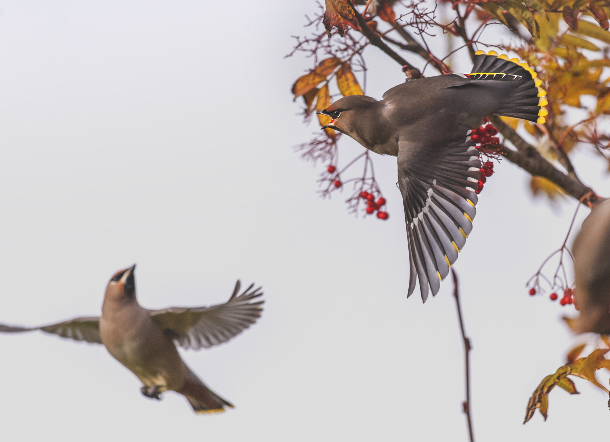 Nikon D700 sample photo. Waxwings photography