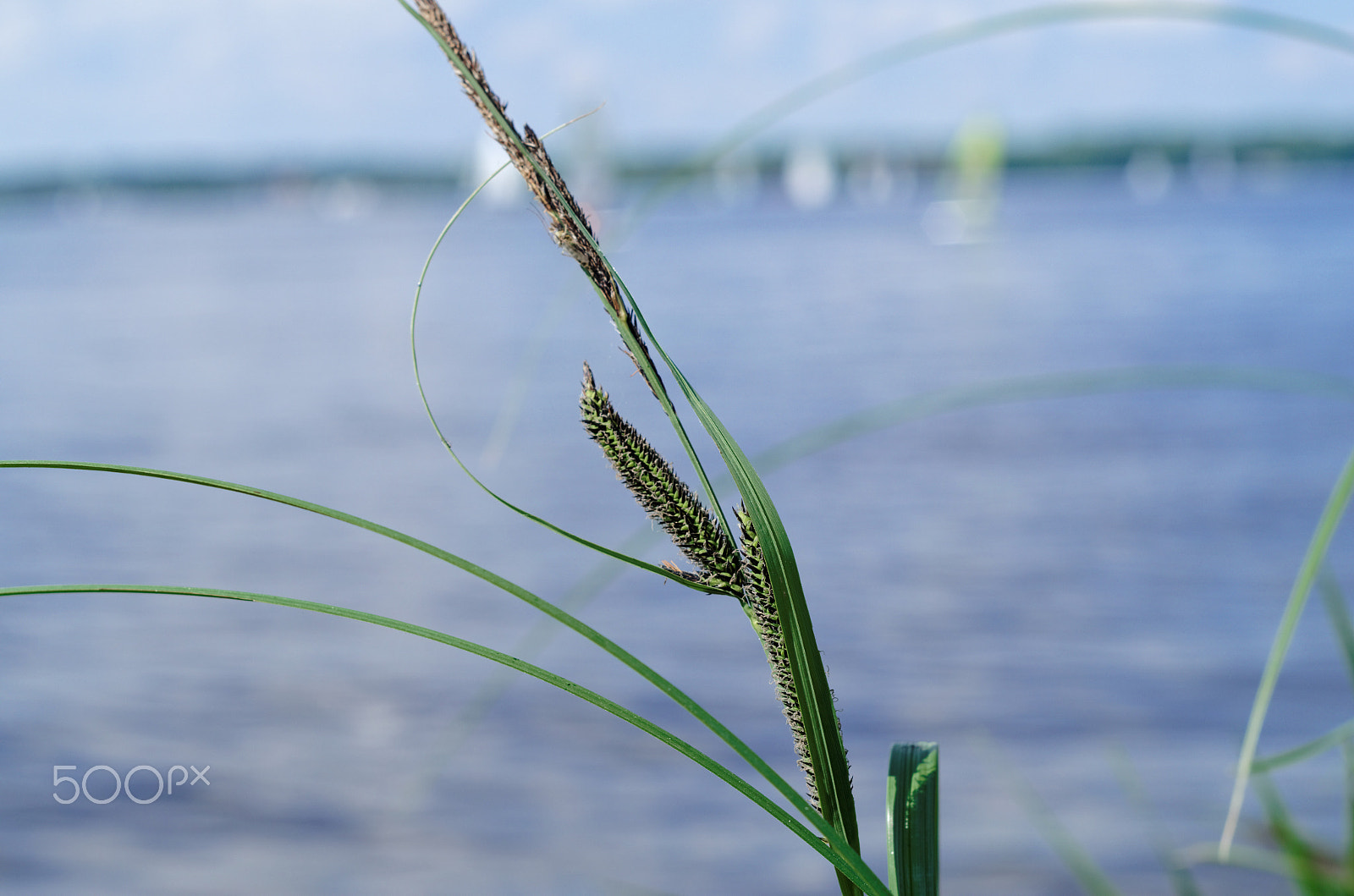 Pentax K-50 sample photo. Green blade photography